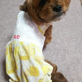 littlelilyさんの作品