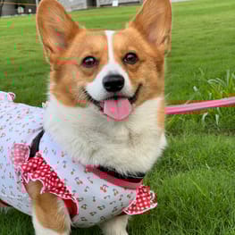 ゆめ元さんの作品