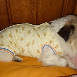 サニタリー マナーパンツ Millacra 愛犬のための犬服 ペット服の型紙通販 作り方 教室 Milla Milla