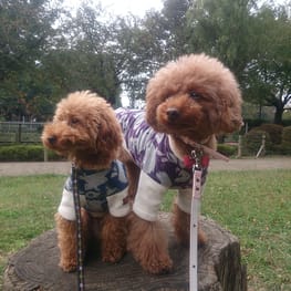 kaorunさんの作品