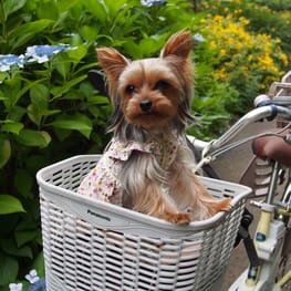 やすべえさんの作品