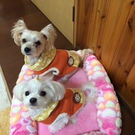 モコさんの作品