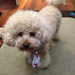 ジェンママさんの作品