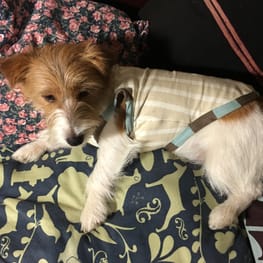 海うさぎさんの作品