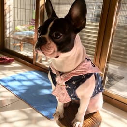 angelin40さんの作品