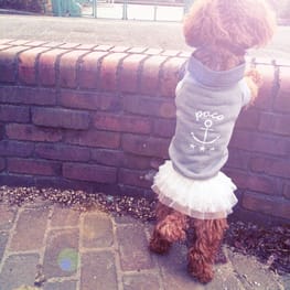 パコさんの作品