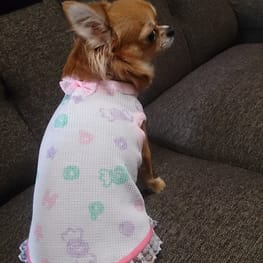 イチゴさんの作品