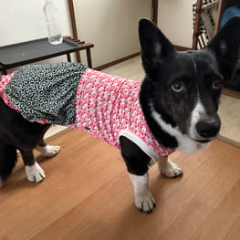 犬服のハンドメイド作品-みんなのかわいい手作り犬服 / 愛犬のための犬 