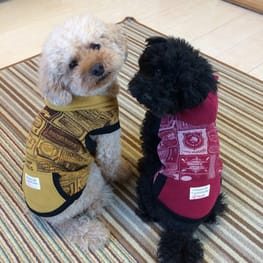 ちょここさんの作品