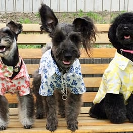 レンかのさんの作品