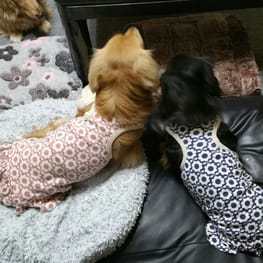 ちみさんの作品