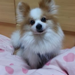 くぅちゃんママさんの作品