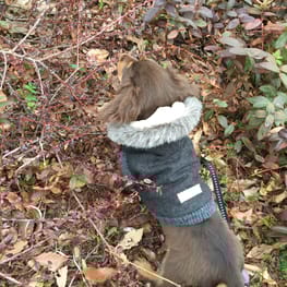 まゆみさんの作品