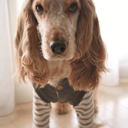 きまぐれなぬいぬい屋さんさんの作品