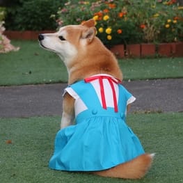 柴犬マイアさんの作品