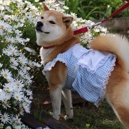 柴犬マイアさんの作品