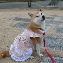 ワンピース / millacra / 愛犬のための犬服、ペット服の型紙通販 