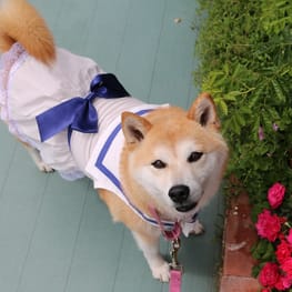 柴犬マイアさんの作品