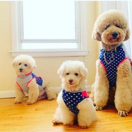 Momokoさんの作品