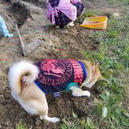 mizukiakiraさんの作品