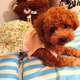 ちょここさんの作品