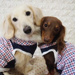 mamehanasoraさんの作品