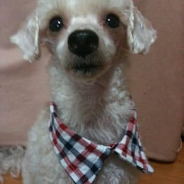 LabiOliママさんの作品