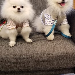 アポロママさんの作品