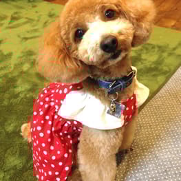 ちゃちゃさんの作品