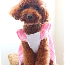 Lilyママさんの作品