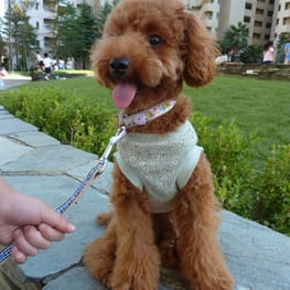 カペルさんの作品