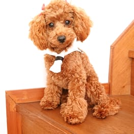 ゆうりさんの作品