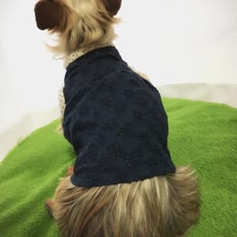 いわしさんの作品