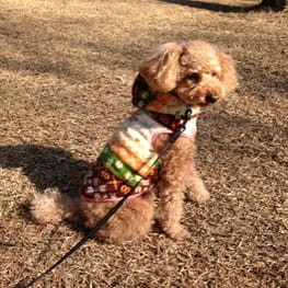 noriiさんの作品