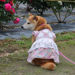 柴犬マイアさんの作品