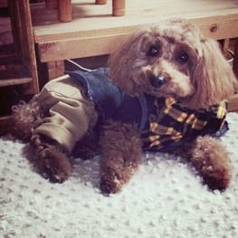 パコさんの作品