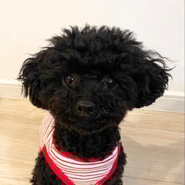 水玉とシマシマさんの作品