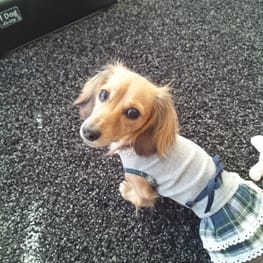 korino-rinoさんの作品