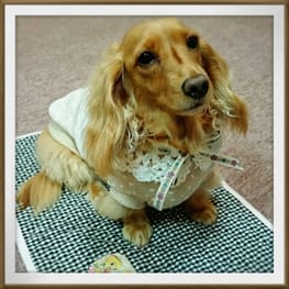 シロさんの作品