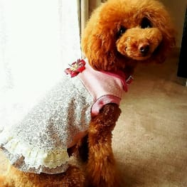 ちょここさんの作品