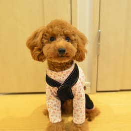 カペルさんの作品