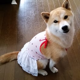 柴犬マイアさんの作品