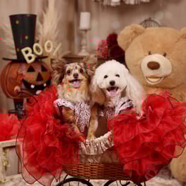 モコさんの作品