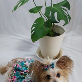 おいもさんの作品