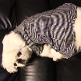 ちゃちゃまるさんの作品