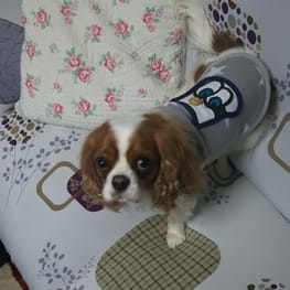 けんけんさんの作品