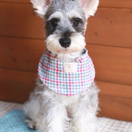 *choco-iris*さんの作品