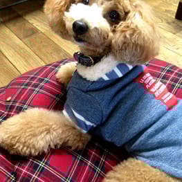 ちゃちゃさんの作品