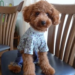 カペルさんの作品