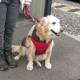 リンゴさんの作品